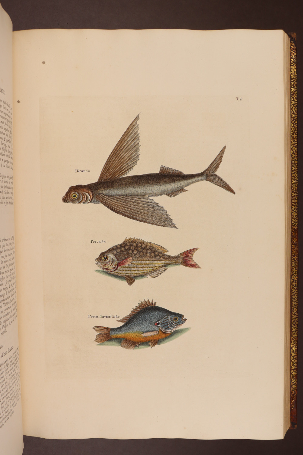 Plate  8